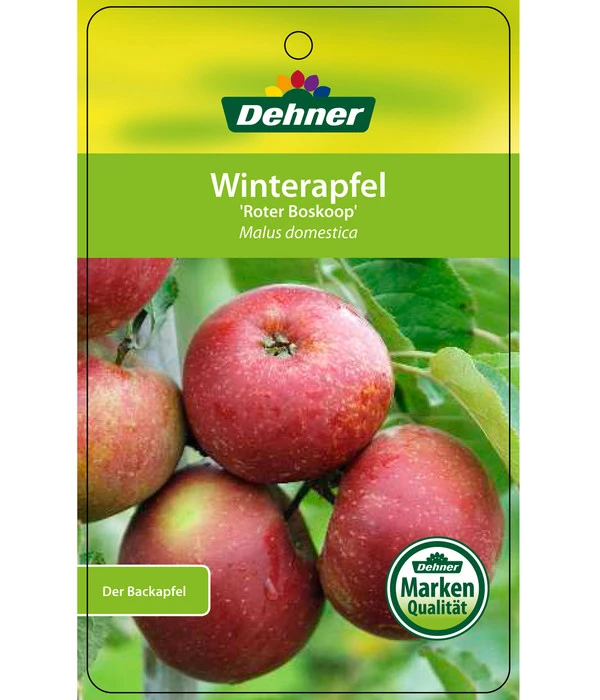 Winterapfel 'Roter Boskoop' â Bild 6
