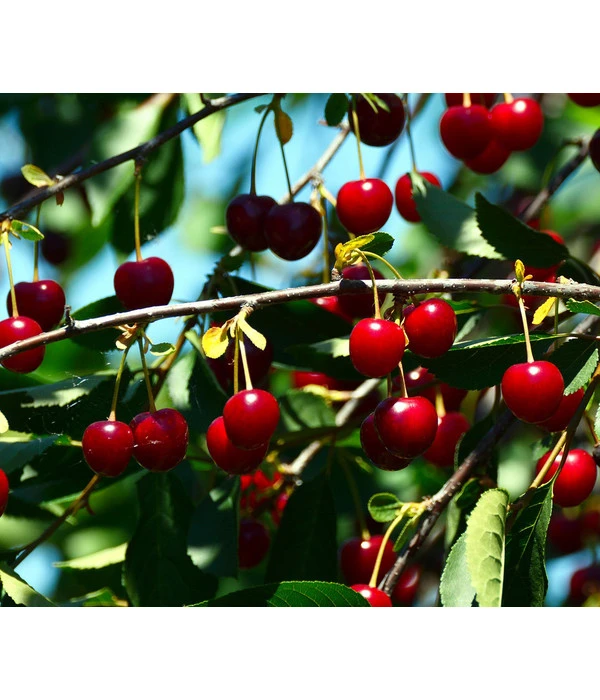 Sauerkirsche 'Schattenmorelle'