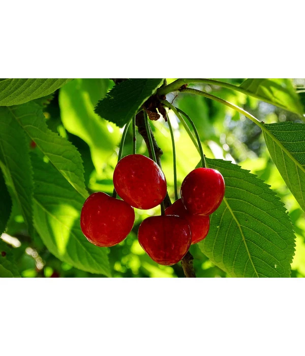 Sauerkirsche 'Schattenmorelle' – Bild 2