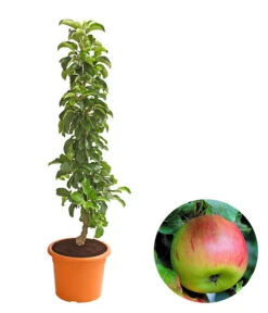 Säulenapfel 'Sonate'