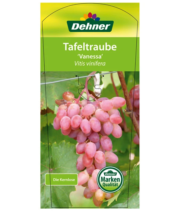 Tafeltraube 'Vanessa' – Bild 3