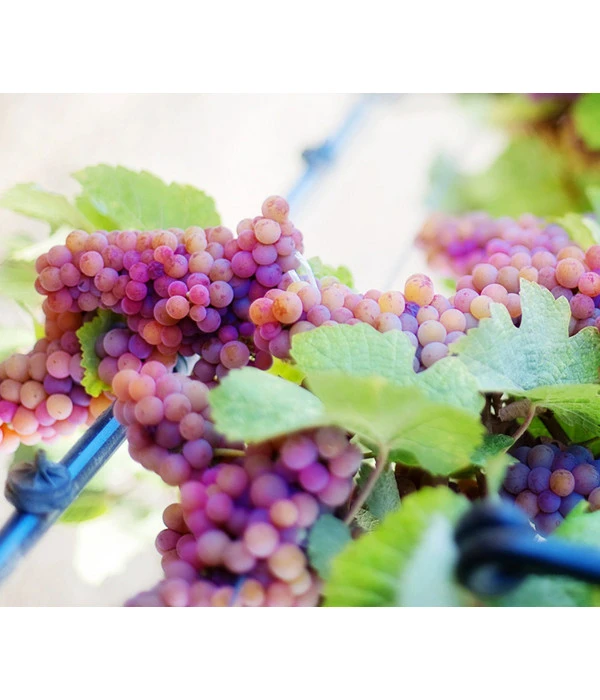 Tafeltraube 'Vanessa'