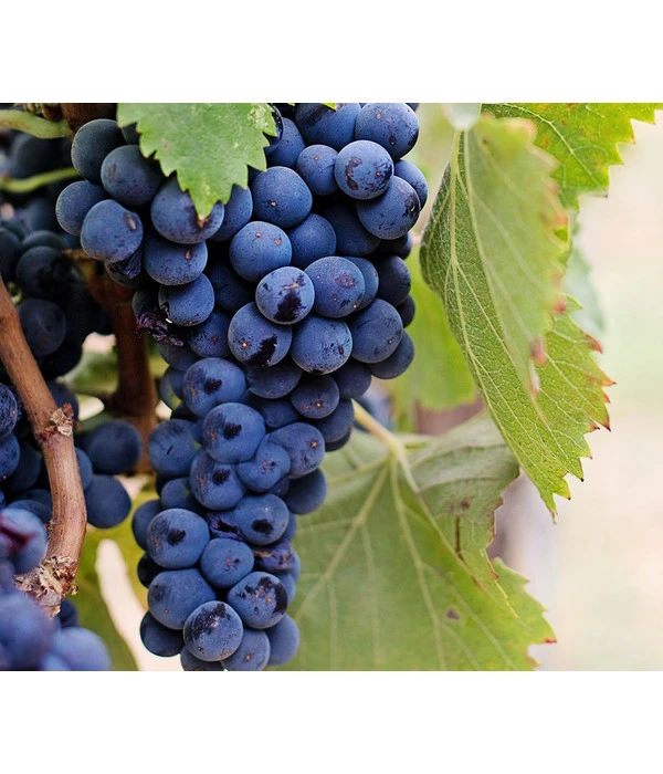 Dehner Gourmet Garten Tafeltraube 'Muscat Blue' – Bild 3