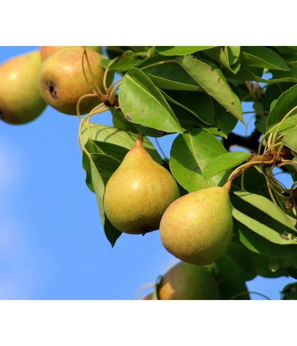 Sommerbirne 'Williams Christ'