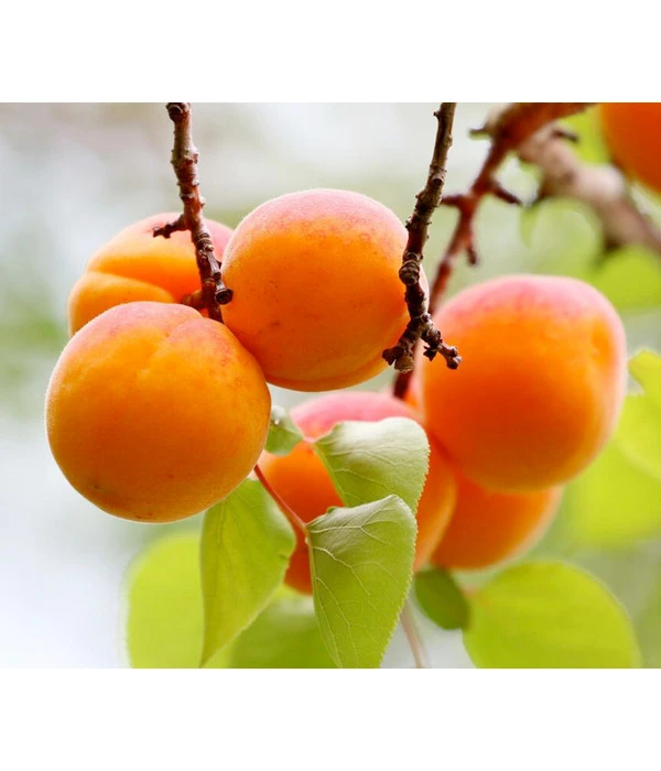 Zwergaprikose 'Orange Beauty' â Bild 2