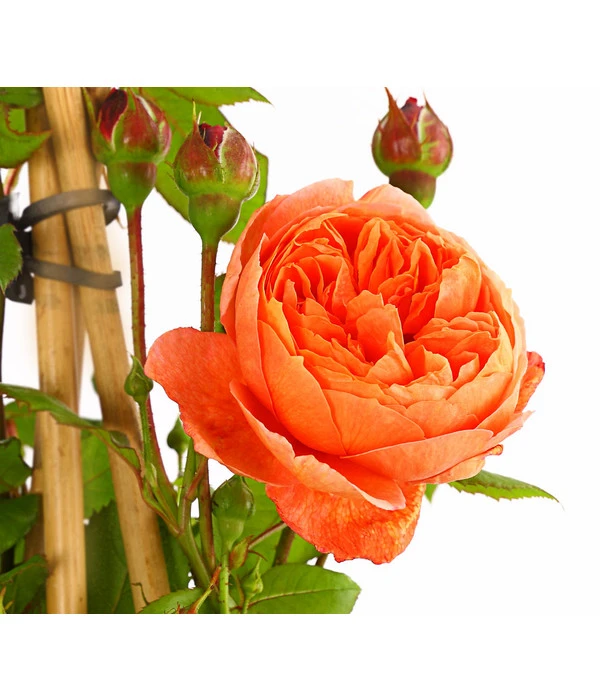 Englische Rosen – Bild 5