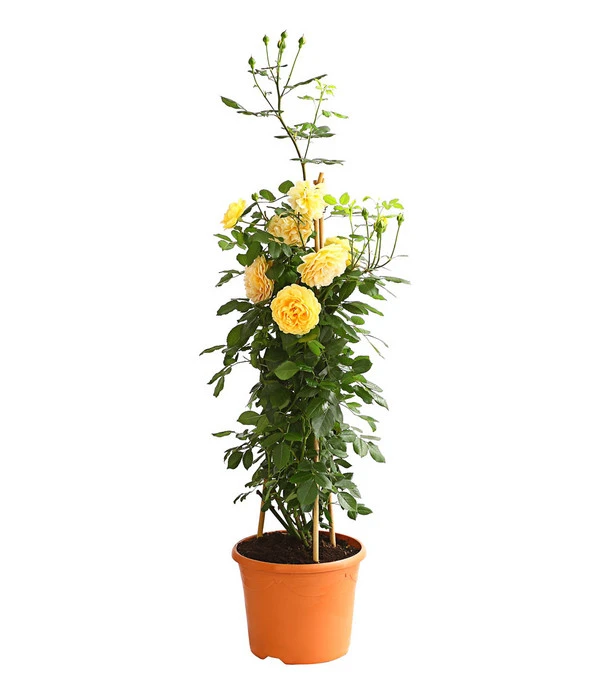 Englische Rosen – Bild 2