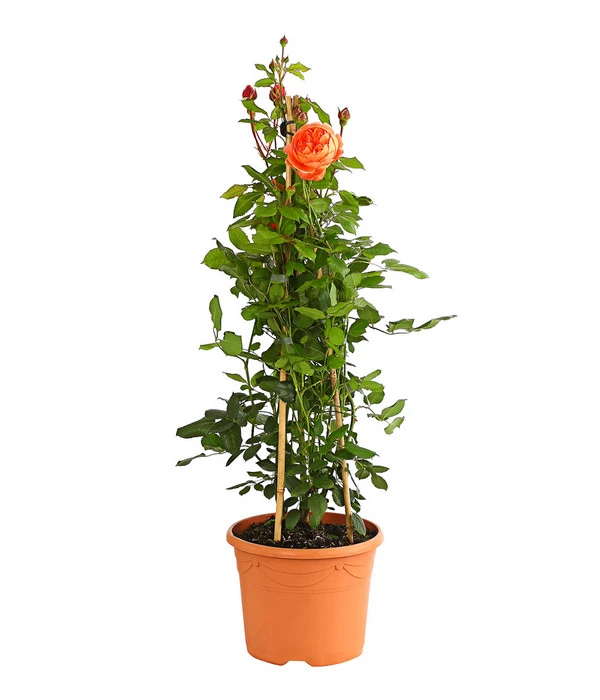 Englische Rosen – Bild 3