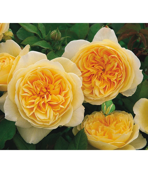 Englische Rosen – Bild 7