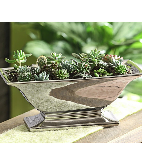 Mini Kakteen- & Sukkulenten-Set, Verschiedene Sorten, 20-teilig – Bild 2