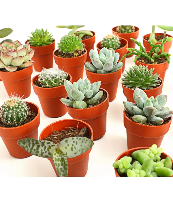 Mini Kakteen- & Sukkulenten-Set, Verschiedene Sorten, 20-teilig – Bild 3