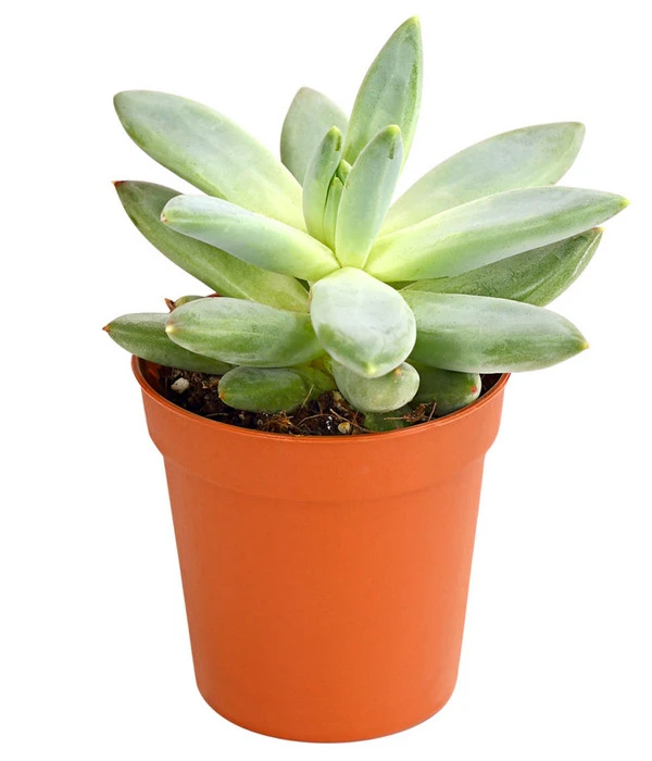 Echeverien-Set - Echeveria, Verschiedene Sorten – Bild 2