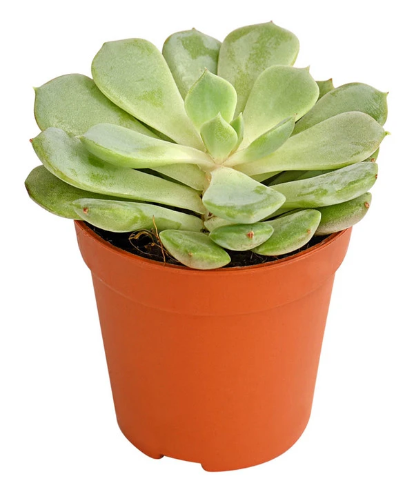Echeverien-Set - Echeveria, Verschiedene Sorten – Bild 3