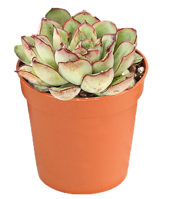 Echeverien-Set - Echeveria, Verschiedene Sorten – Bild 6