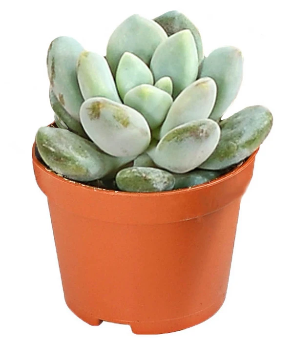 Echeverien-Set - Echeveria, Verschiedene Sorten – Bild 7