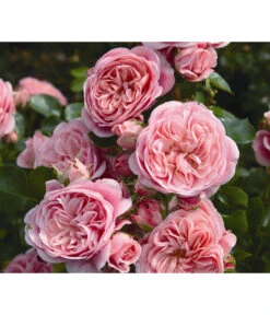 Beetrose 'Bailando®'