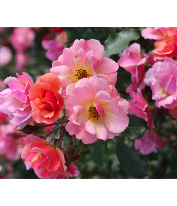 Bodendeckerrose 'Jazz®'