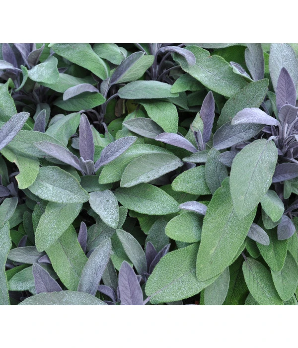 Dehner Gourmet Garten Purpursalbei – Bild 2