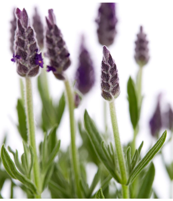 Schopf-Lavendel – Bild 9