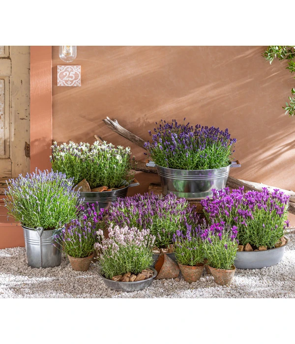 Lavendel – Bild 4