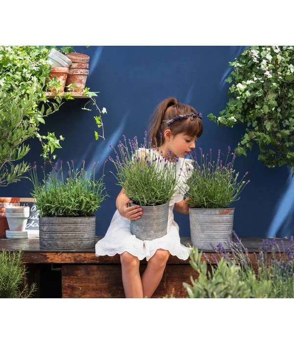 Duftlavendel, 6er-Schale – Bild 3