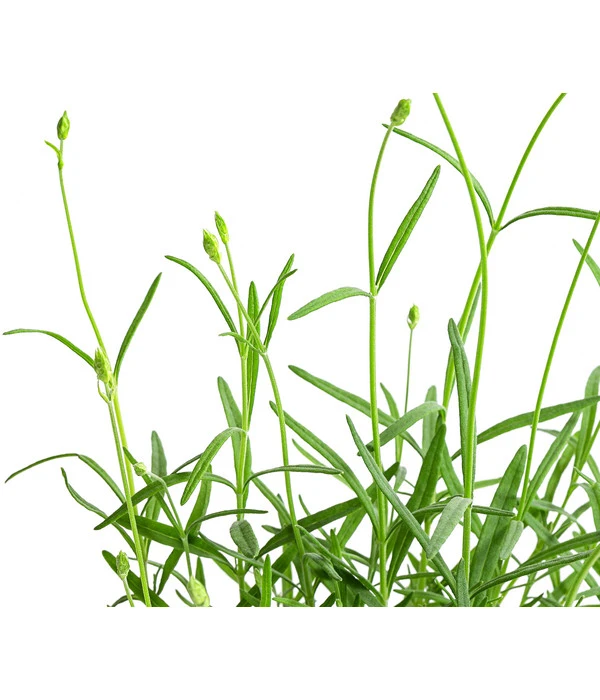 Lavendel 'No. 9' – Bild 5
