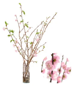 Japanische Kirschzweige, Ca. 80-100 Cm