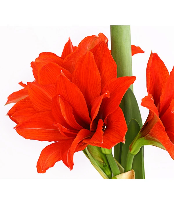 Gefüllte Amaryllis - Hippeastrum, Verschiedene Farben – Bild 5
