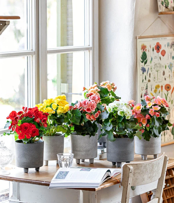 Elatior-Begonie - Begonia Elatior – Bild 2