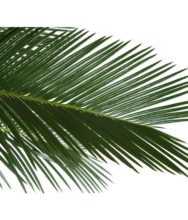 Sagopalmfarn - Cycas Revoluta – Bild 3