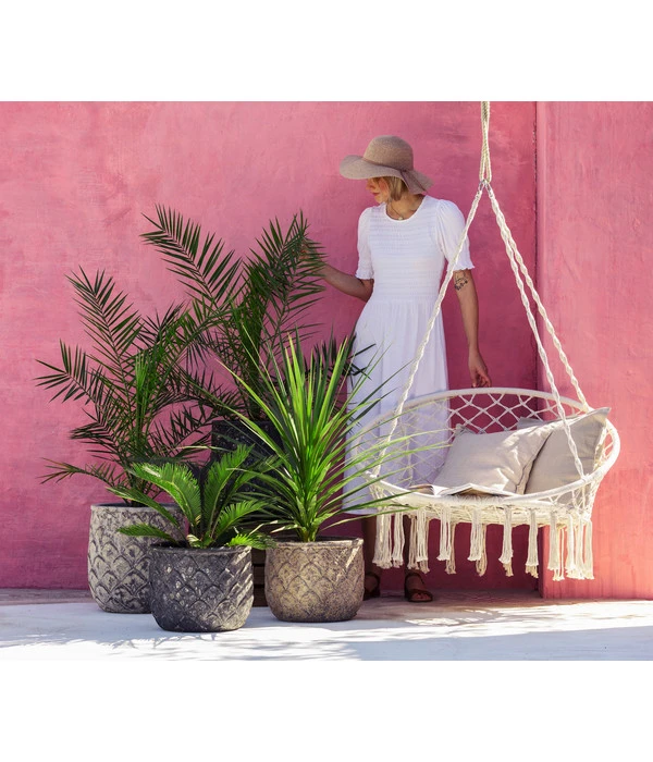 XXL Kanarische Dattelpalme, Ca. 140-160 Cm – Bild 3