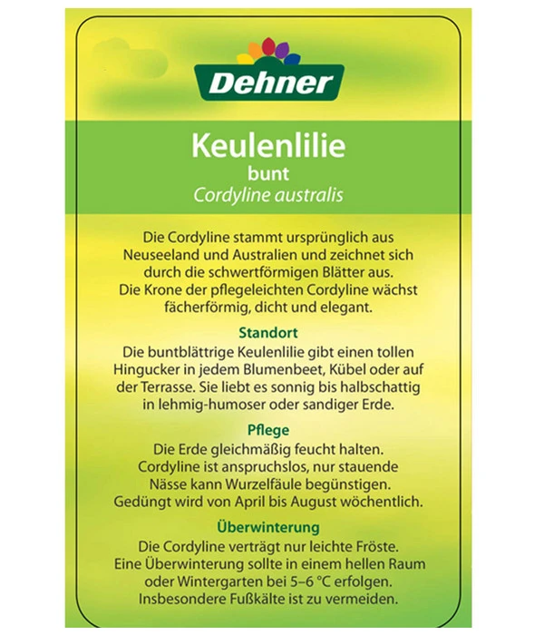 Keulenlilie - Cordyline Australis Variegata – Bild 4