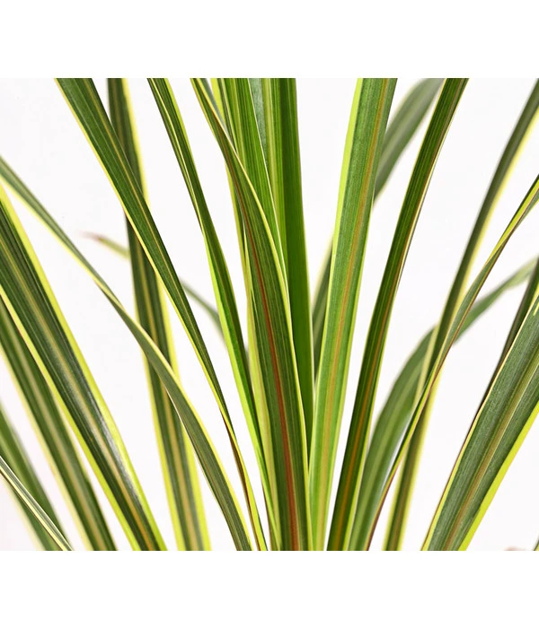 Keulenlilie - Cordyline Australis Variegata – Bild 2