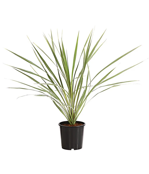 Keulenlilie - Cordyline Australis Variegata