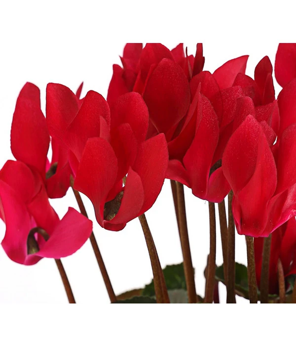 Midi Alpenveilchen, Verschiedene Sorten – Bild 6