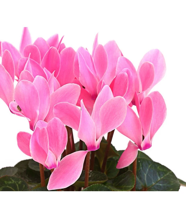 Midi Alpenveilchen, Verschiedene Sorten – Bild 7