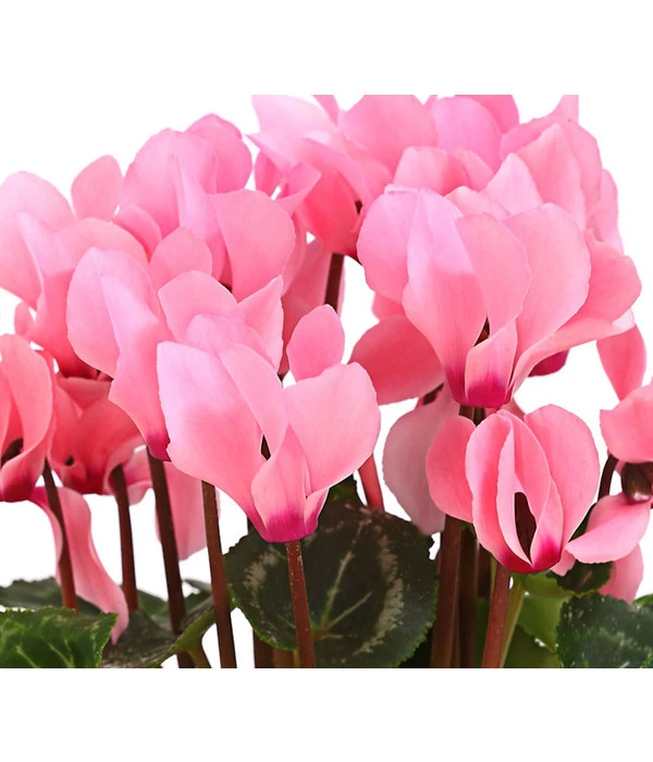 Midi Alpenveilchen, Verschiedene Sorten – Bild 9