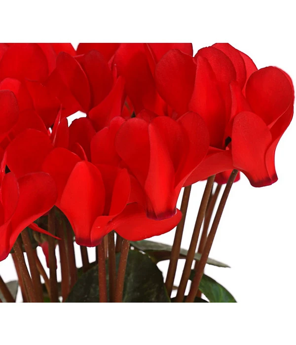 Midi Alpenveilchen, Verschiedene Sorten – Bild 10