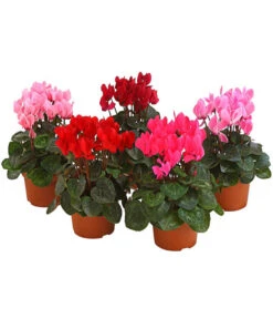 Midi Alpenveilchen, Verschiedene Sorten