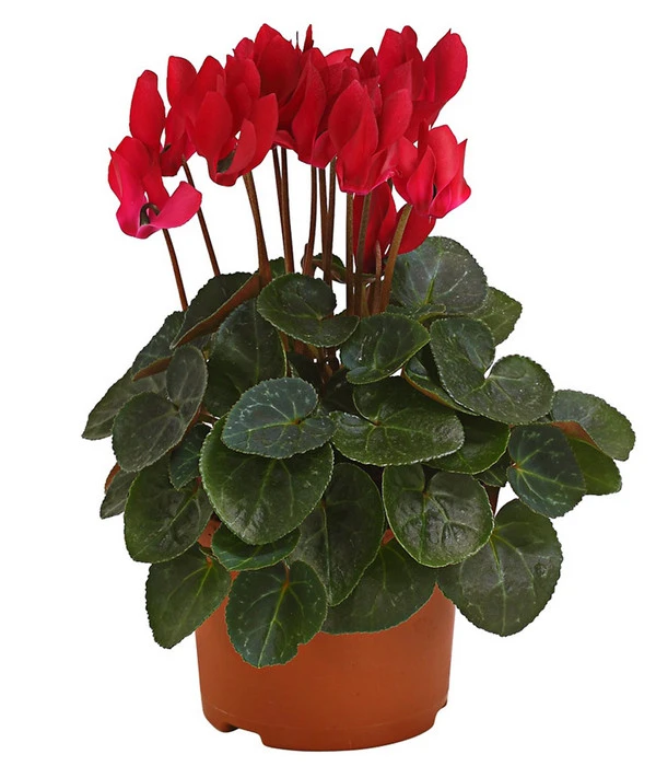 Midi Alpenveilchen, Verschiedene Sorten – Bild 3