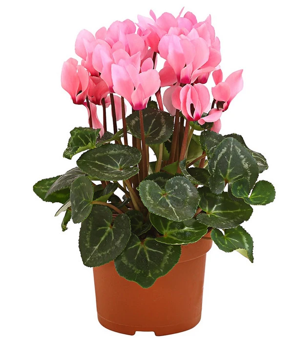 Midi Alpenveilchen, Verschiedene Sorten – Bild 4