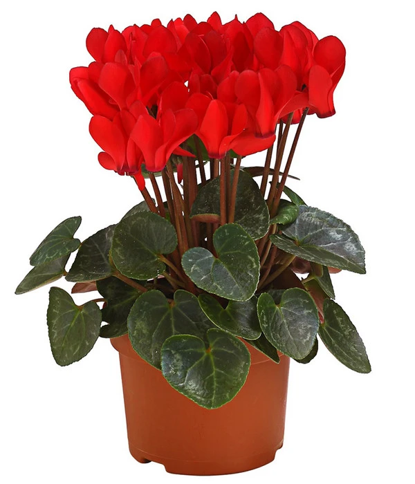 Midi Alpenveilchen, Verschiedene Sorten – Bild 5