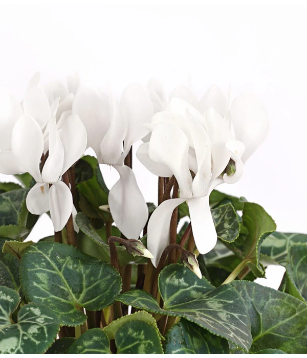 Midi Alpenveilchen, Verschiedene Sorten – Bild 8