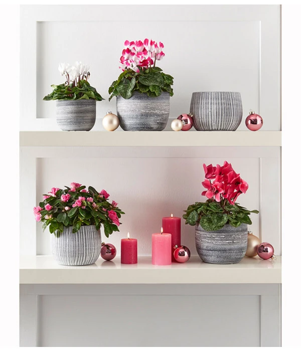 Midi Alpenveilchen, Verschiedene Sorten – Bild 13