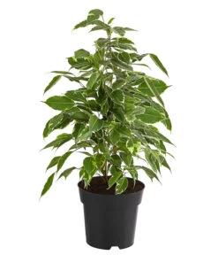 Birkenfeige - Ficus Benjamina 'Twilight'