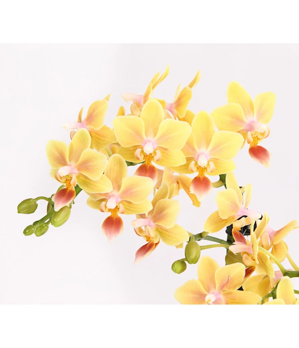 Duft-Orchidee - Phalaenopsis-Hybride 'Flacon Solaire' – Bild 3