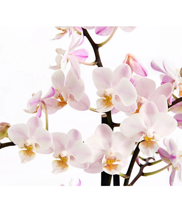 Duft-Orchidee - Phalaenopsis-Hybride 'Flacon Solaire' – Bild 4