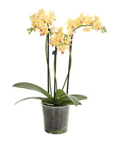 Duft-Orchidee - Phalaenopsis-Hybride 'Flacon Solaire'