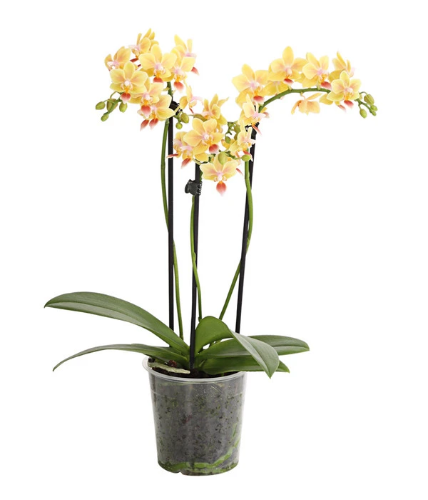 Duft-Orchidee - Phalaenopsis-Hybride 'Flacon Solaire'