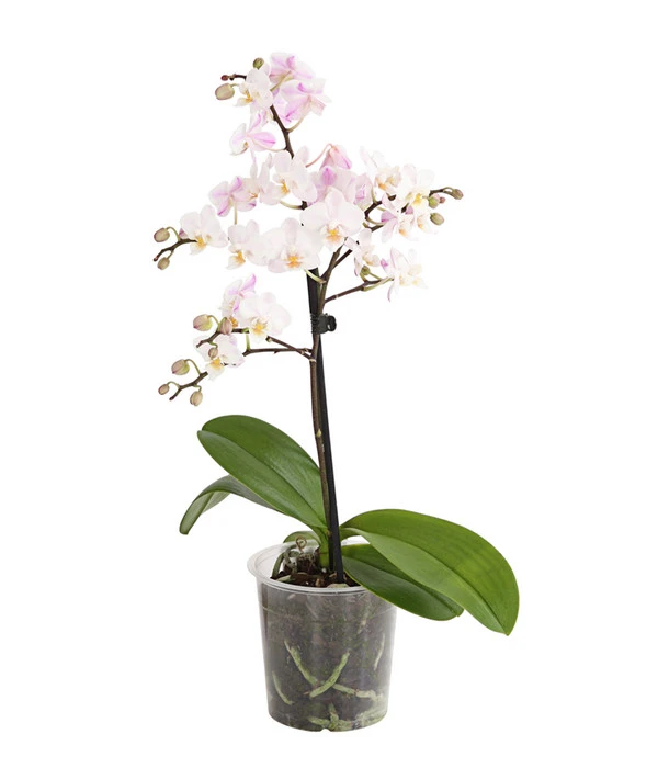 Duft-Orchidee - Phalaenopsis-Hybride 'Flacon Solaire' – Bild 2